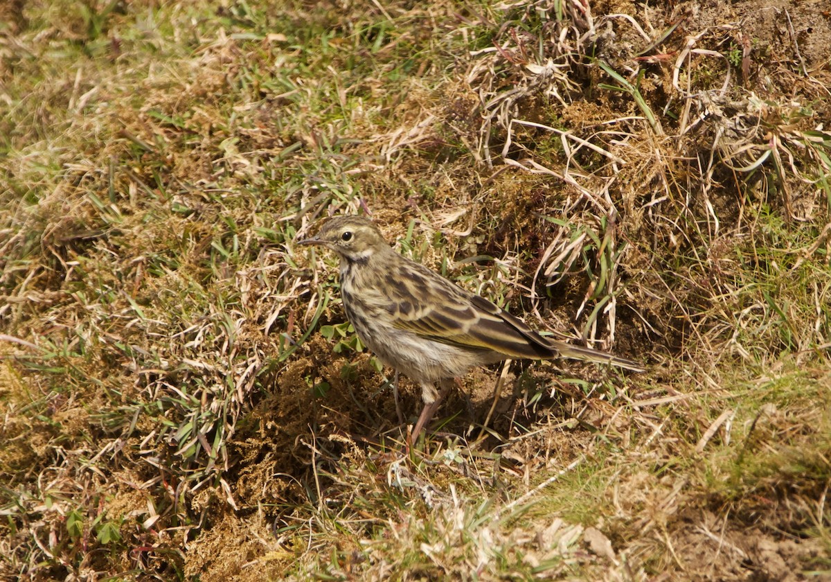 Rosy Pipit - ML610928459