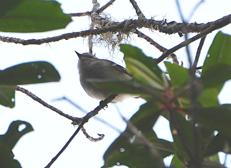 Tyranneau à sourcils blancs - ML610928461