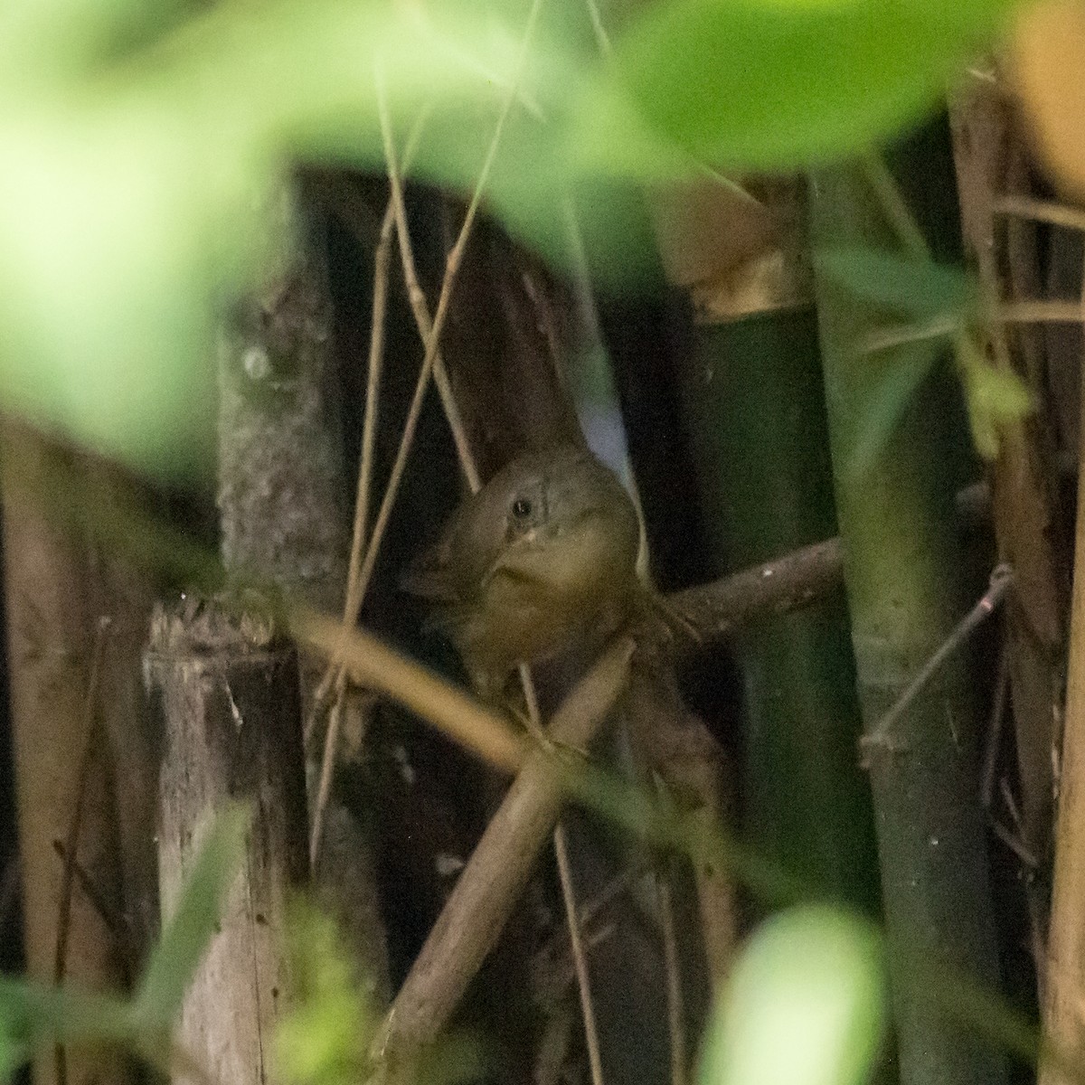 Brownish-flanked Bush Warbler - ML610928469