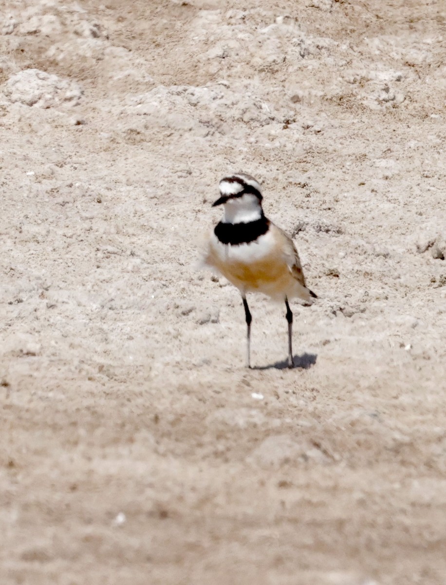 Madagascar Plover - ML610928558