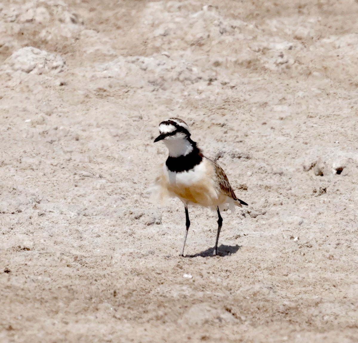 Madagascar Plover - ML610928559