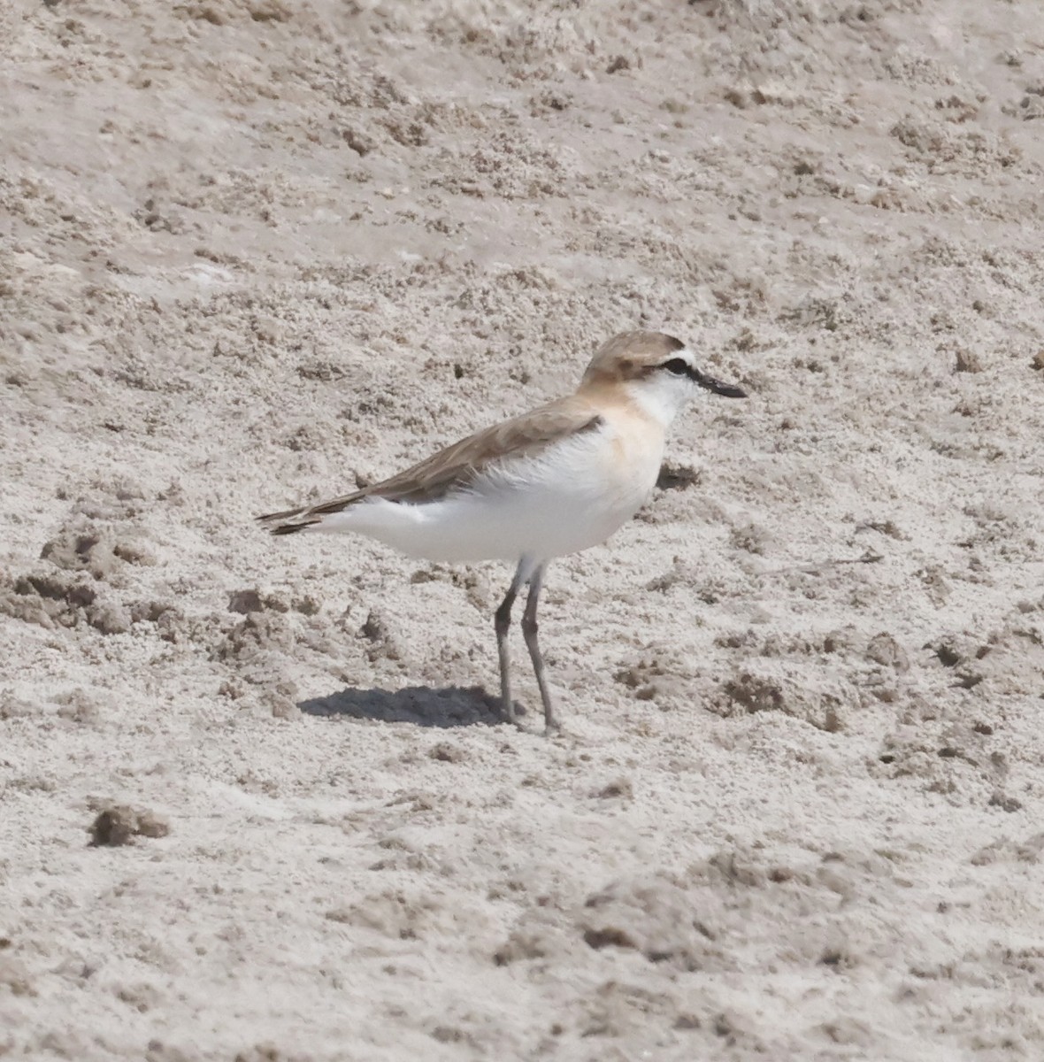 White-fronted Plover - ML610928561