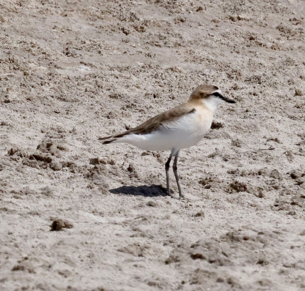 White-fronted Plover - ML610928562