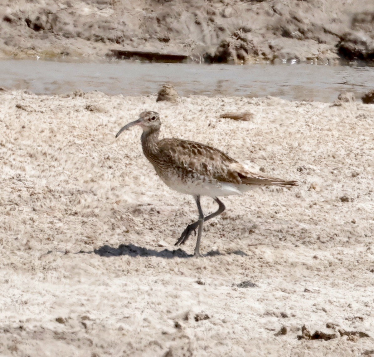 Whimbrel (White-rumped) - ML610928569