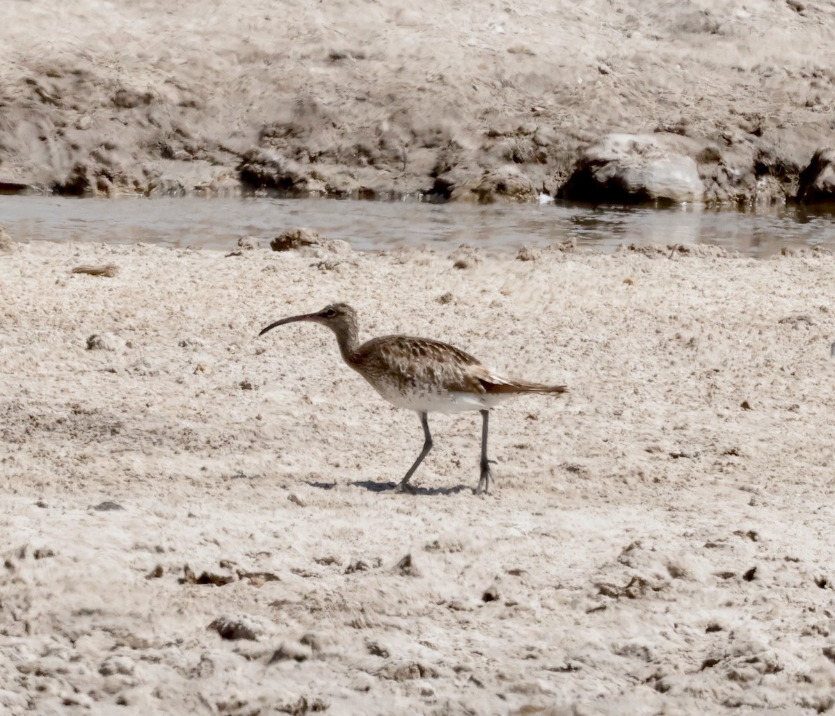 Whimbrel (White-rumped) - ML610928570