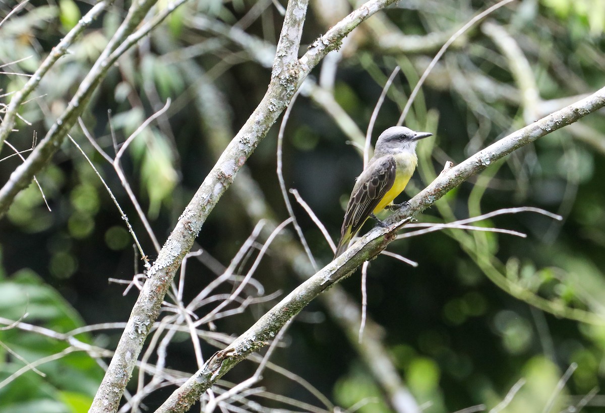 Tropical Kingbird - ML610928589