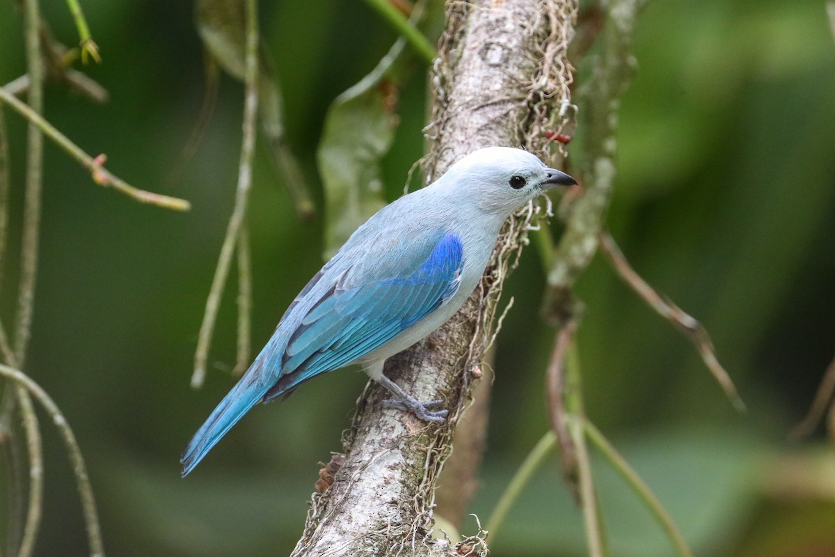 Blue-gray Tanager (Blue-gray) - Karaleah Reichart Bercaw