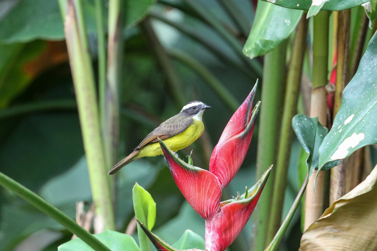 Rusty-margined Flycatcher - ML610928638