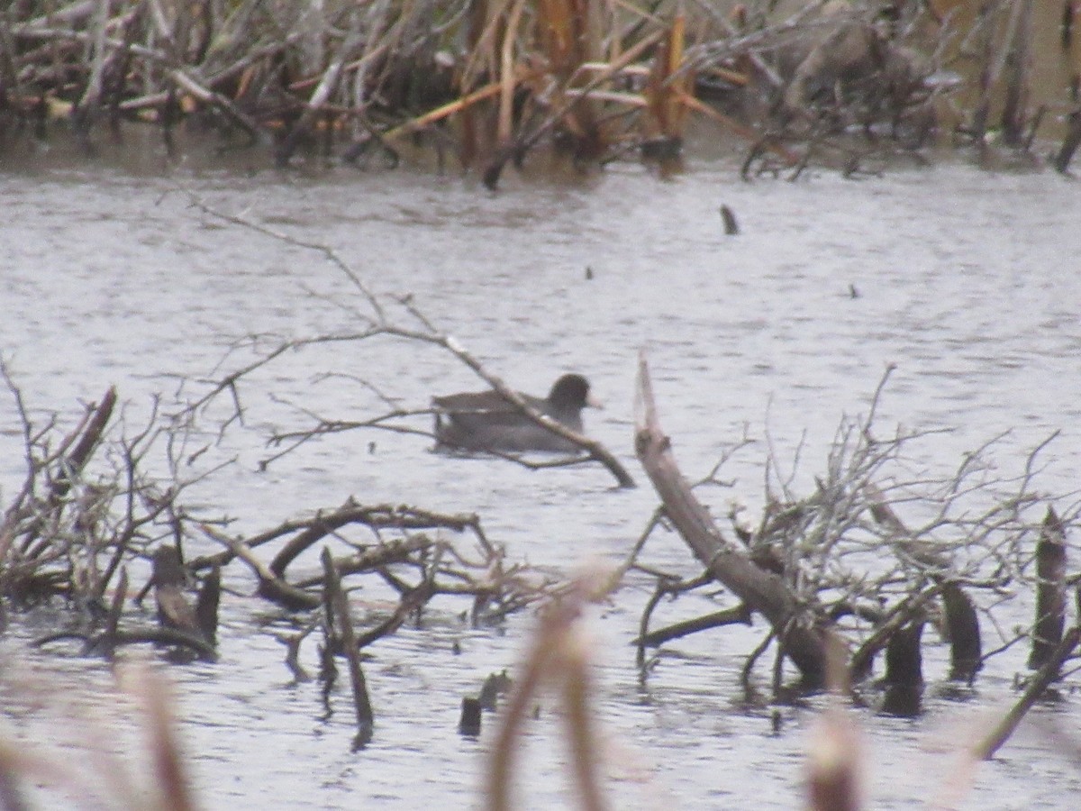 American Coot - ML610928652