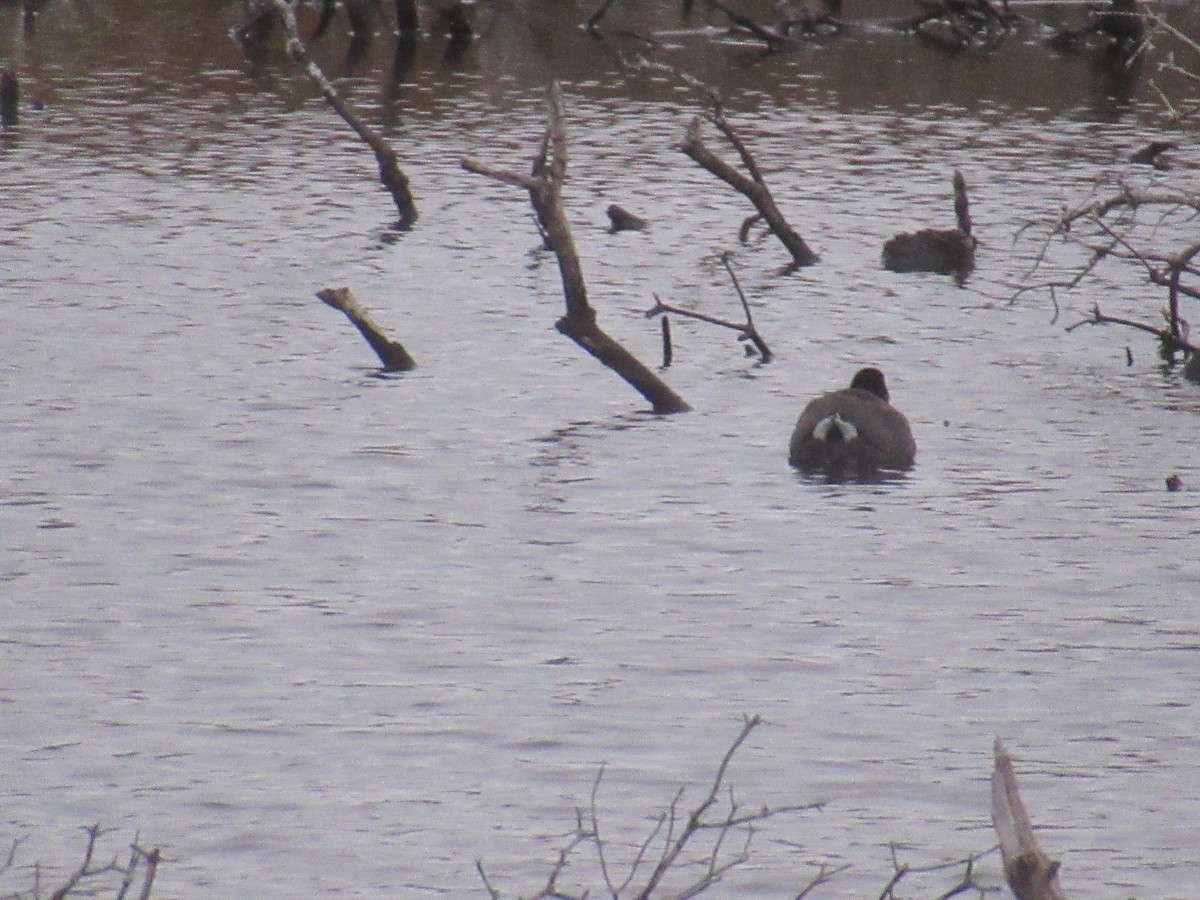 American Coot - ML610928653