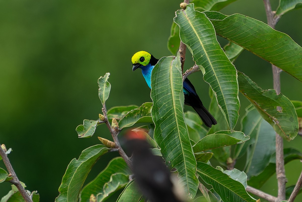 Paradise Tanager - ML610928829