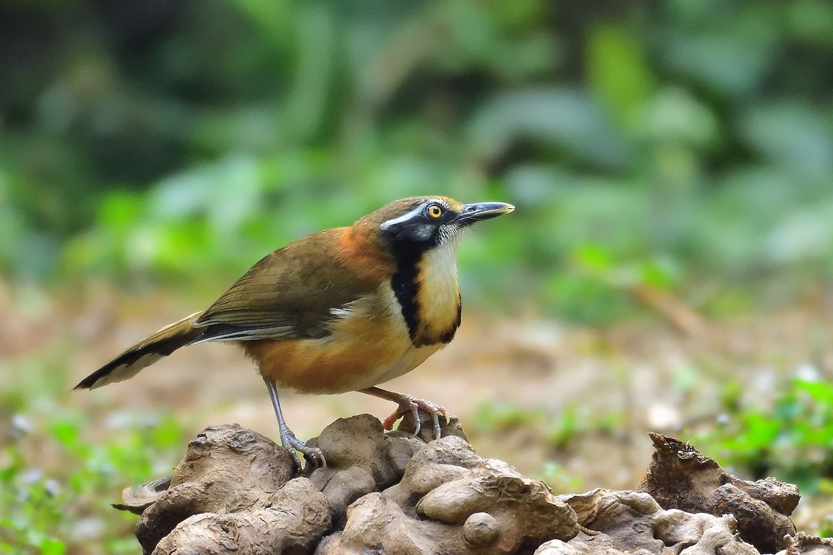 Lesser Necklaced Laughingthrush - ML610928856