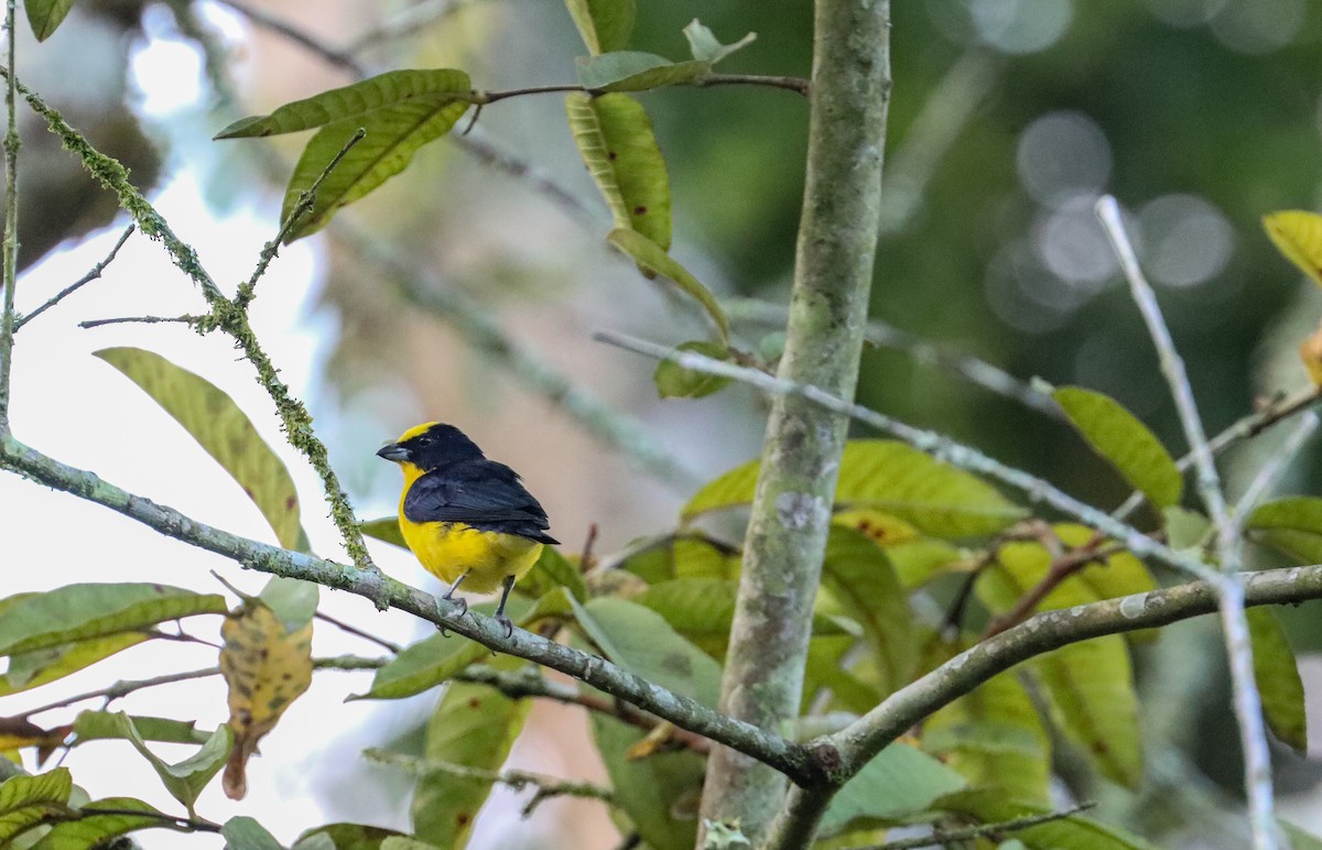 Thick-billed Euphonia - ML610928904