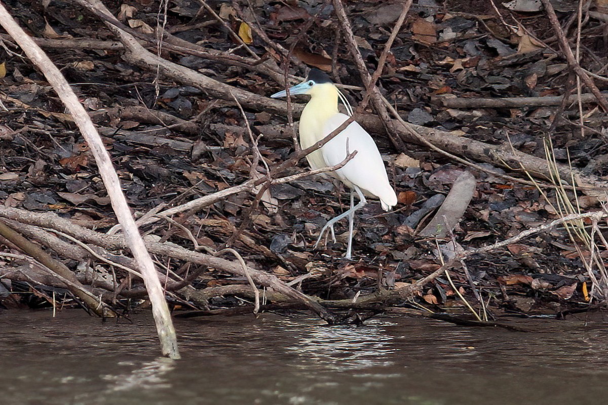 Capped Heron - ML610928929