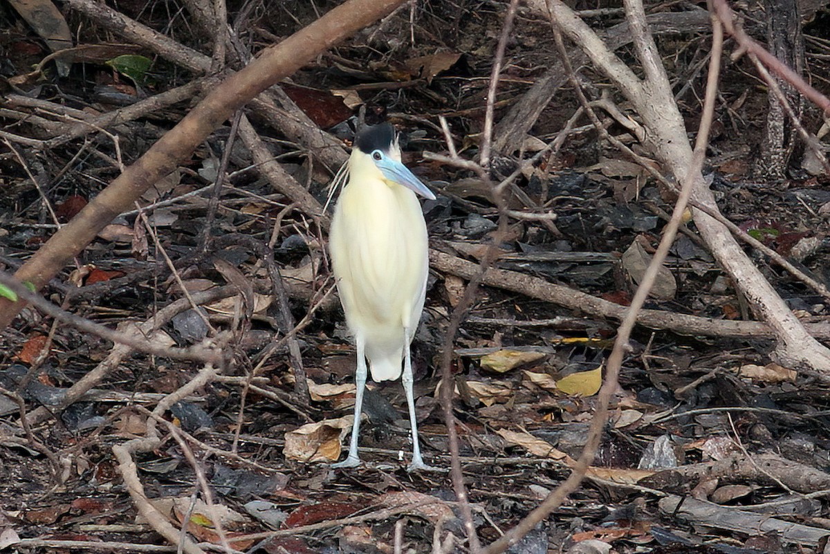 Capped Heron - ML610928931