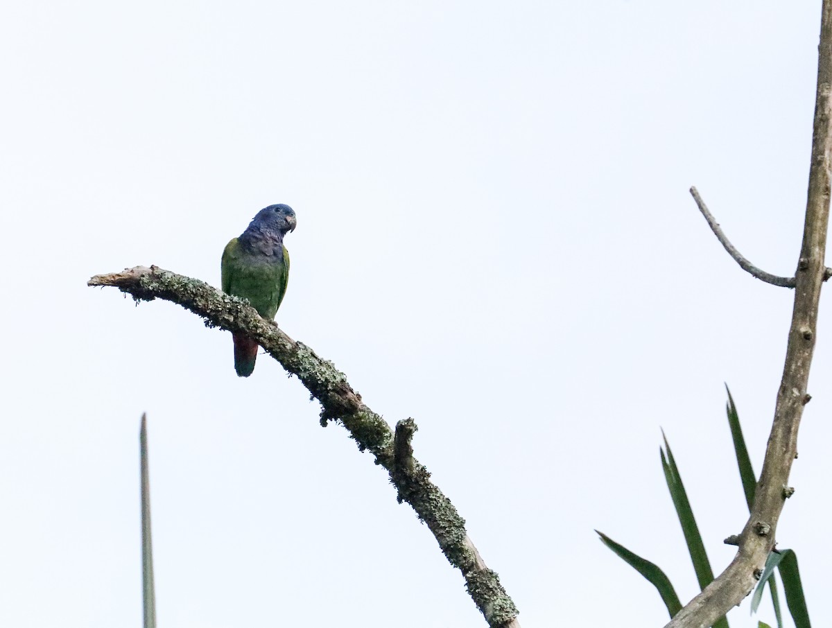 Loro Cabeciazul - ML610928955