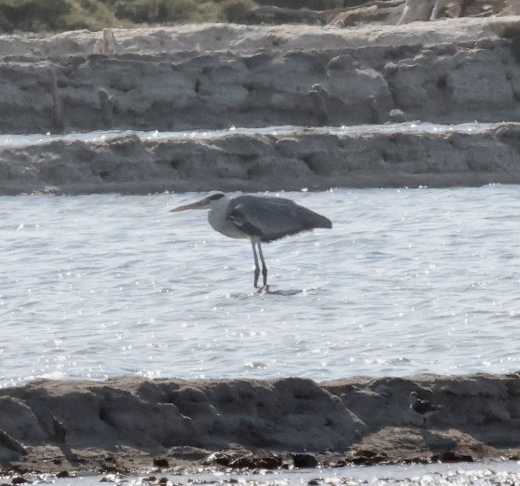 Gray Heron (Madagascar) - Jon Wolfson