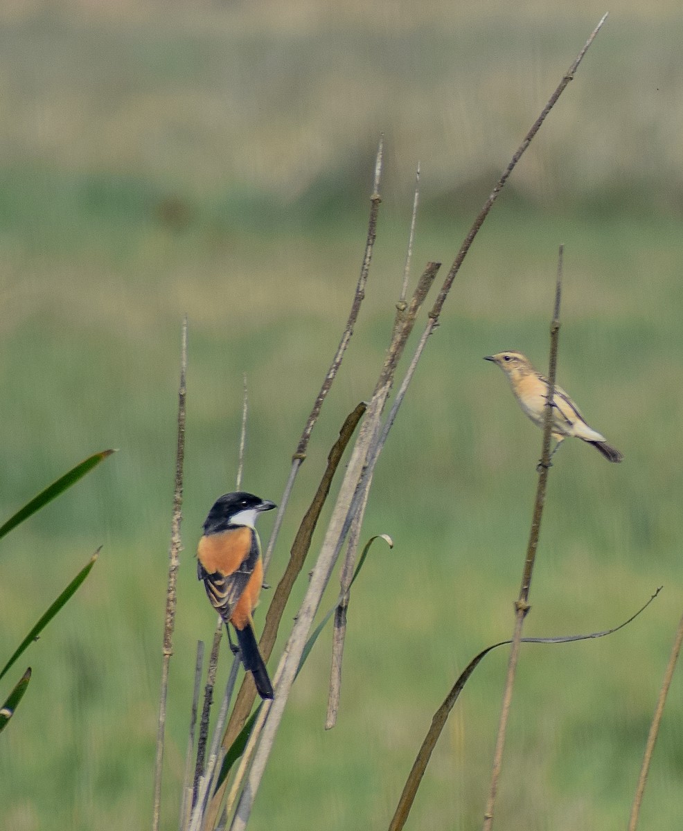 Long-tailed Shrike - ML610928995