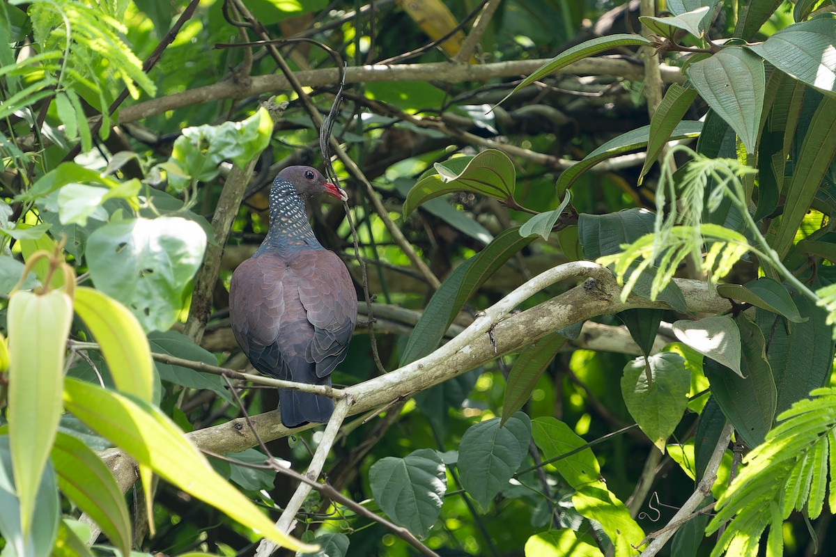 Scaled Pigeon - ML610929016