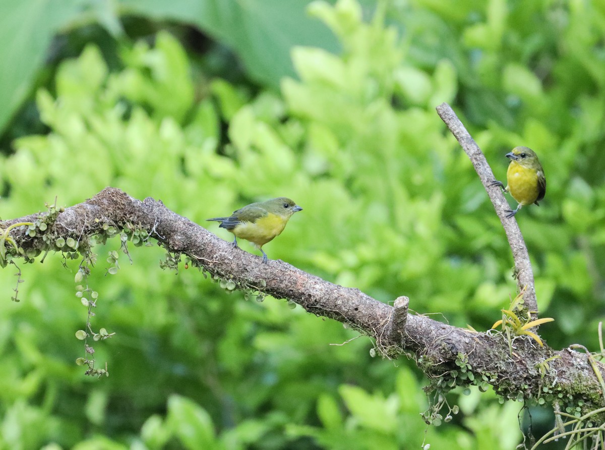 Thick-billed Euphonia - Karaleah Reichart Bercaw