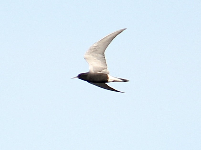 Black Tern - ML610929088