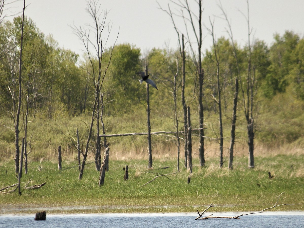 Black Tern - ML610929103