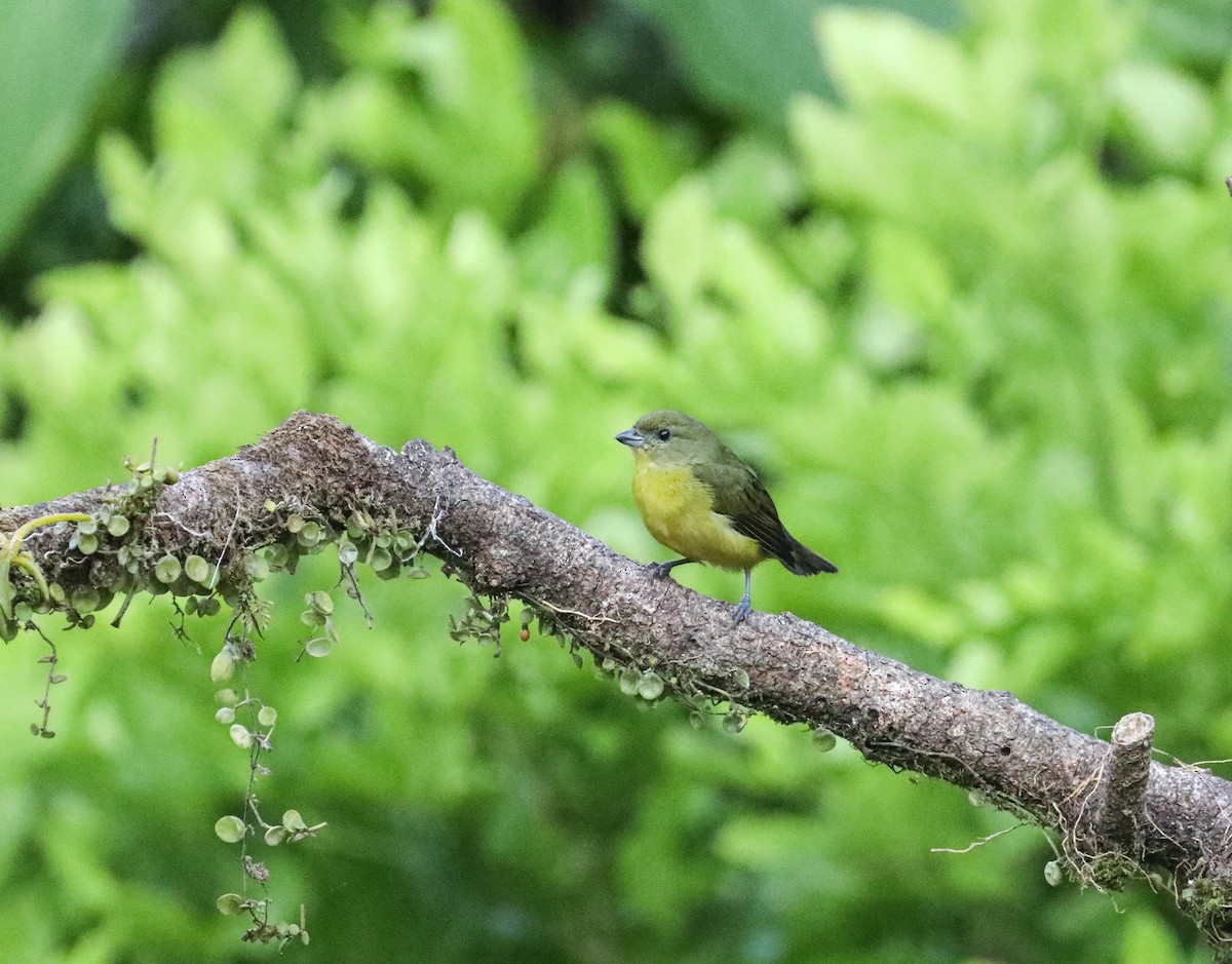 Thick-billed Euphonia - Karaleah Reichart Bercaw