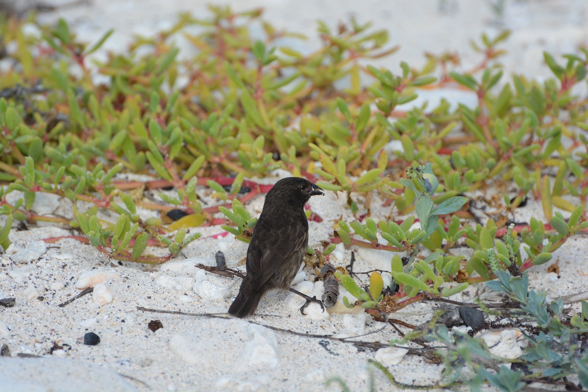 Genovesa Ground-Finch - Geoff Carpentier