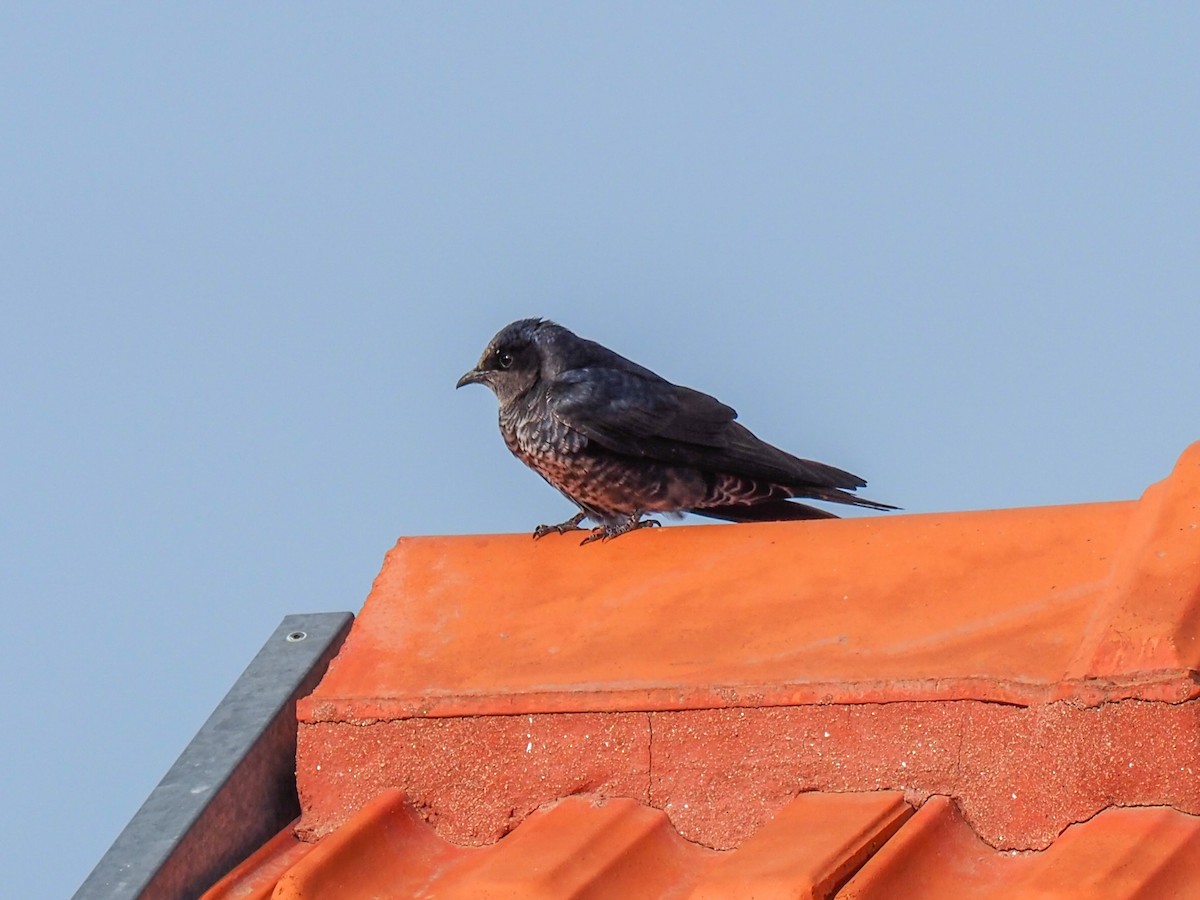 Golondrina Sureña - ML610929247