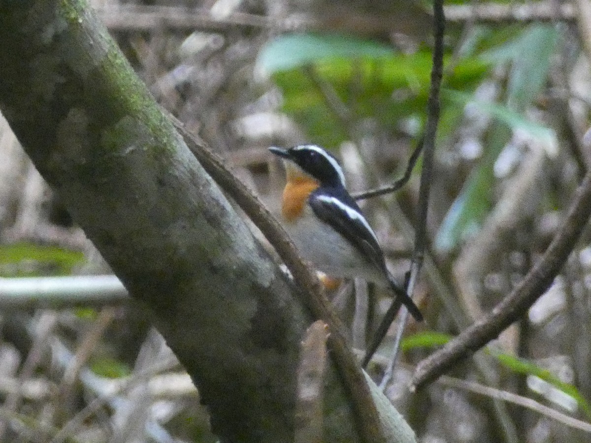 Tanimbar Flycatcher - ML610929266