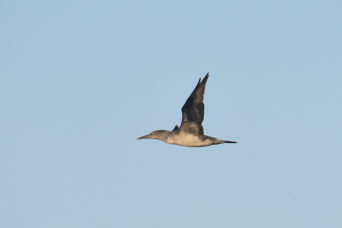 Northern Gannet - ML610929328