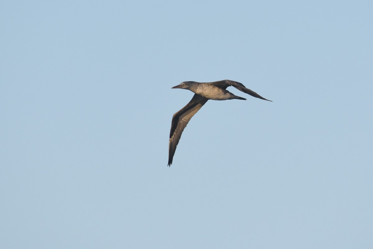 Northern Gannet - ML610929329