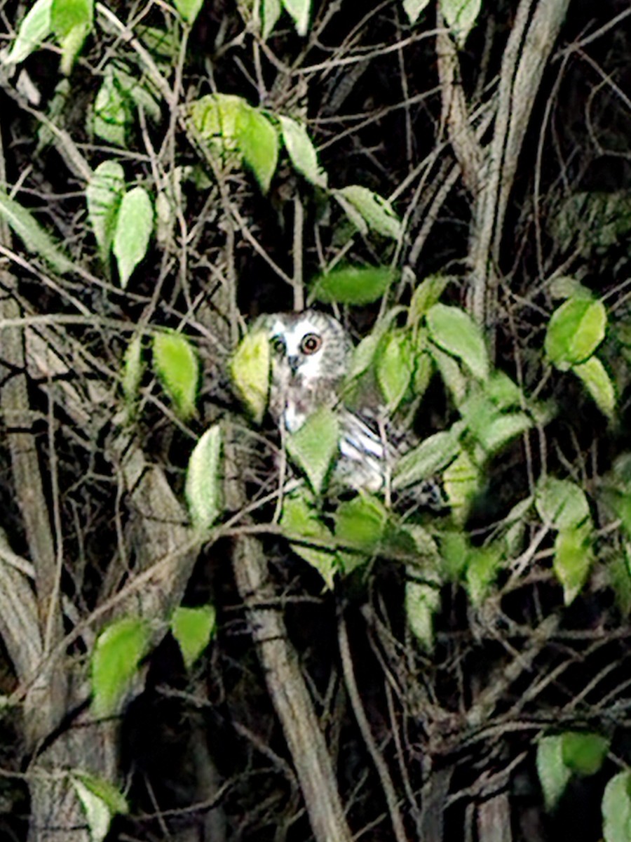 Northern Saw-whet Owl - ML610929414