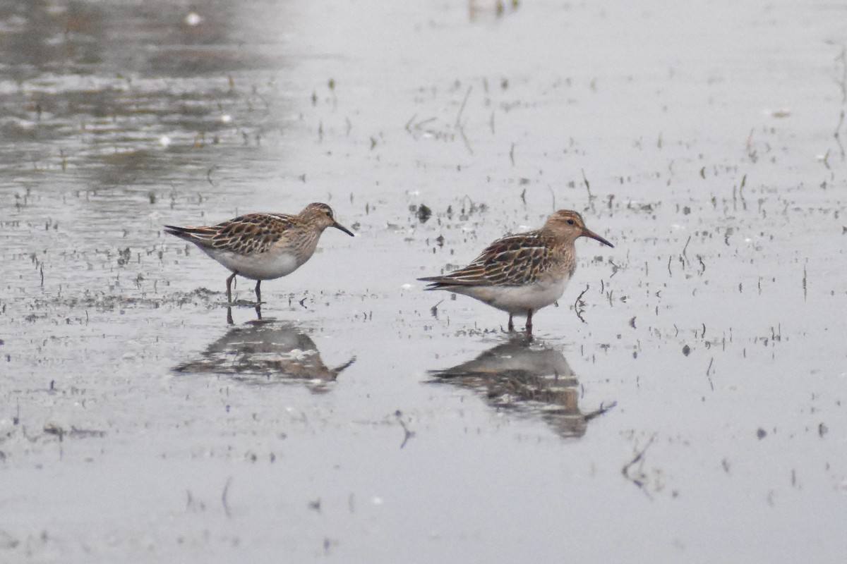 Pectoral Sandpiper - ML610929487