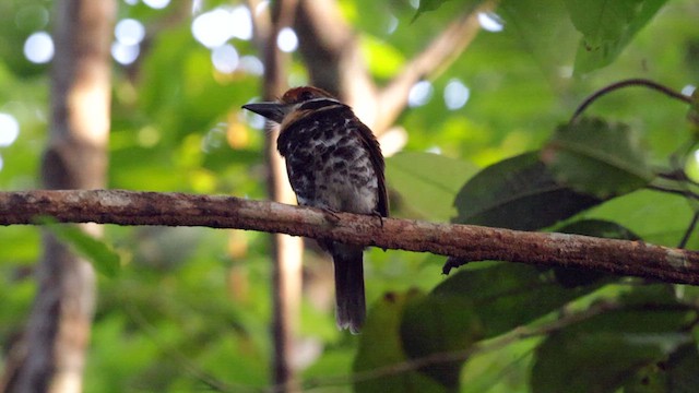 Spotted Puffbird - ML610929523