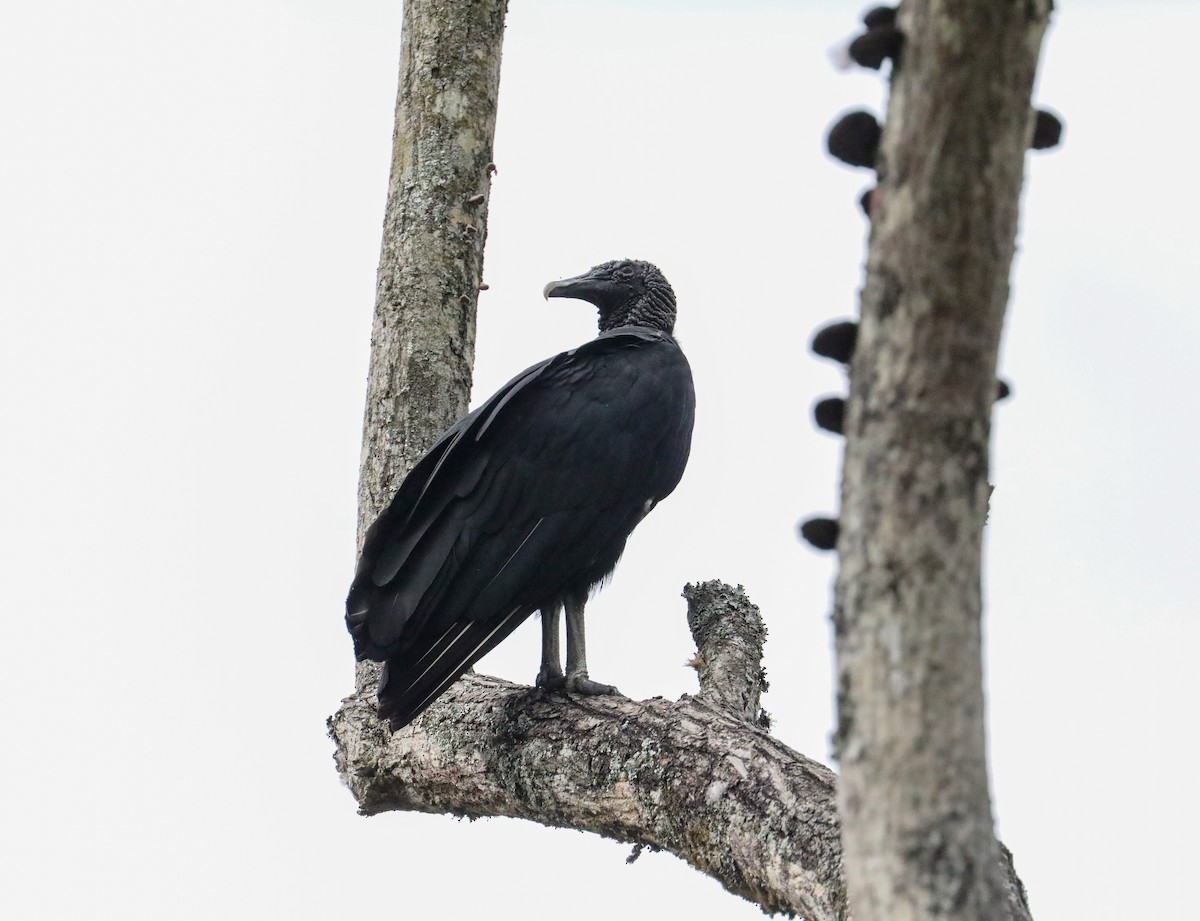 Black Vulture - Karaleah Reichart Bercaw