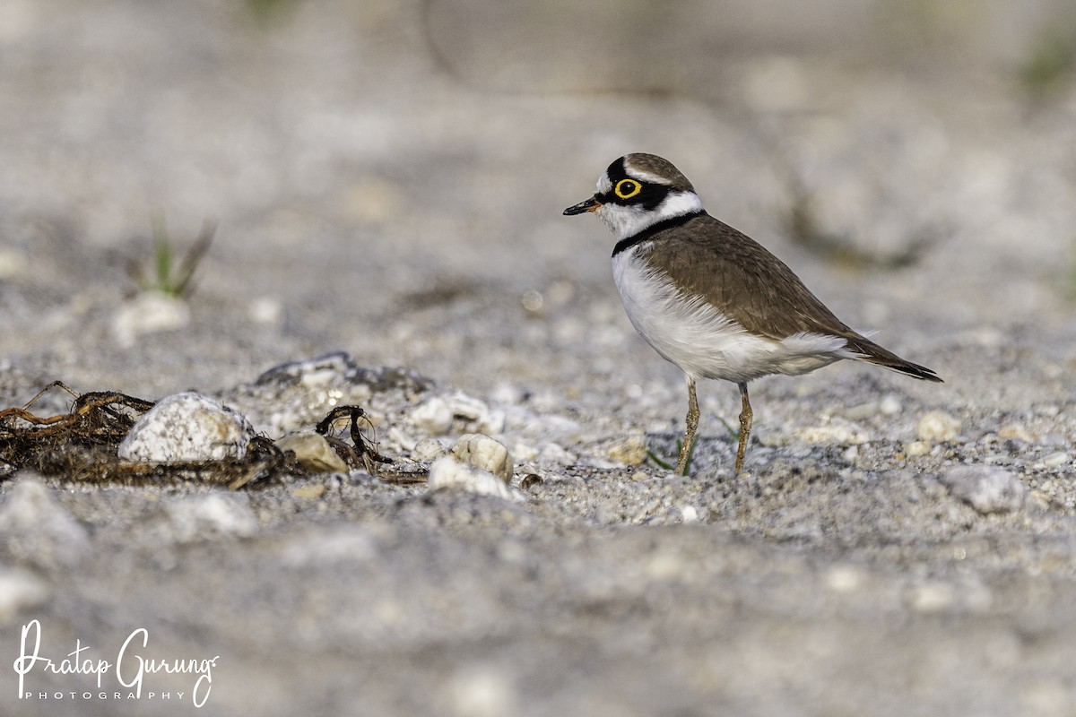 Little Ringed Plover - ML610929575