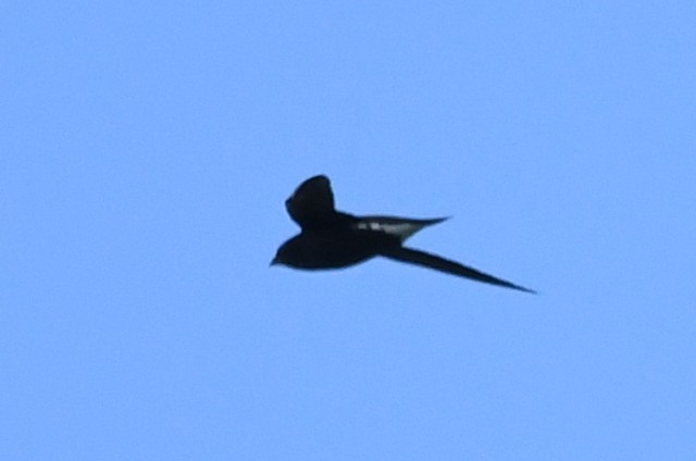 Brown-backed Needletail - ML610929609