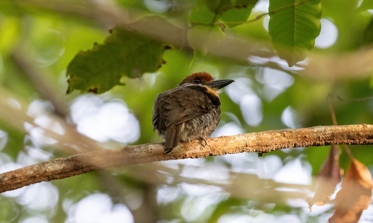 Spotted Puffbird - ML610929634