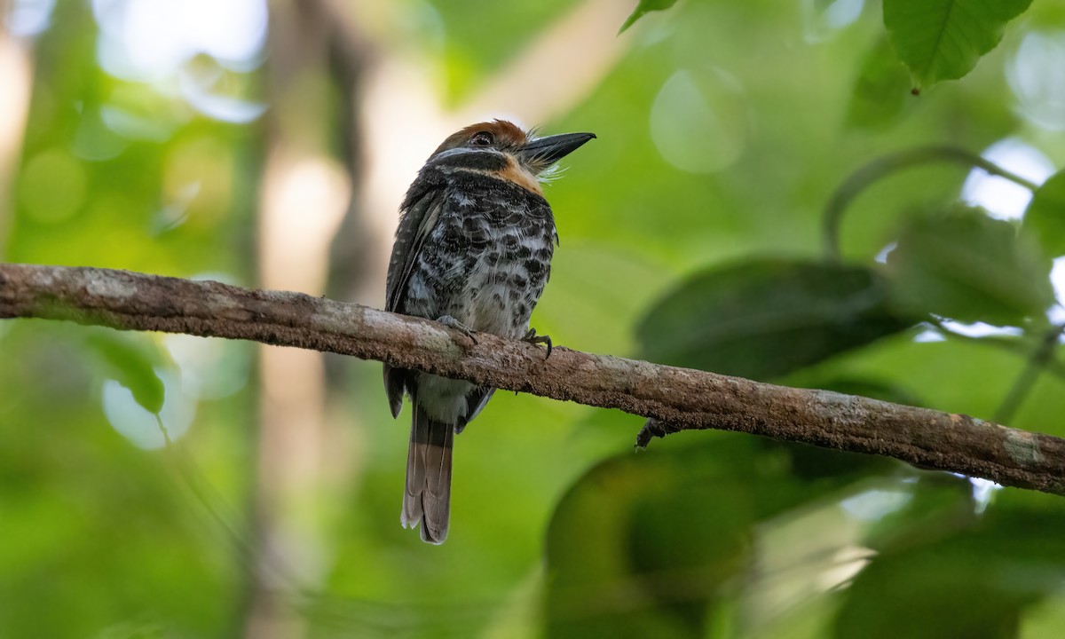 Spotted Puffbird - ML610929635