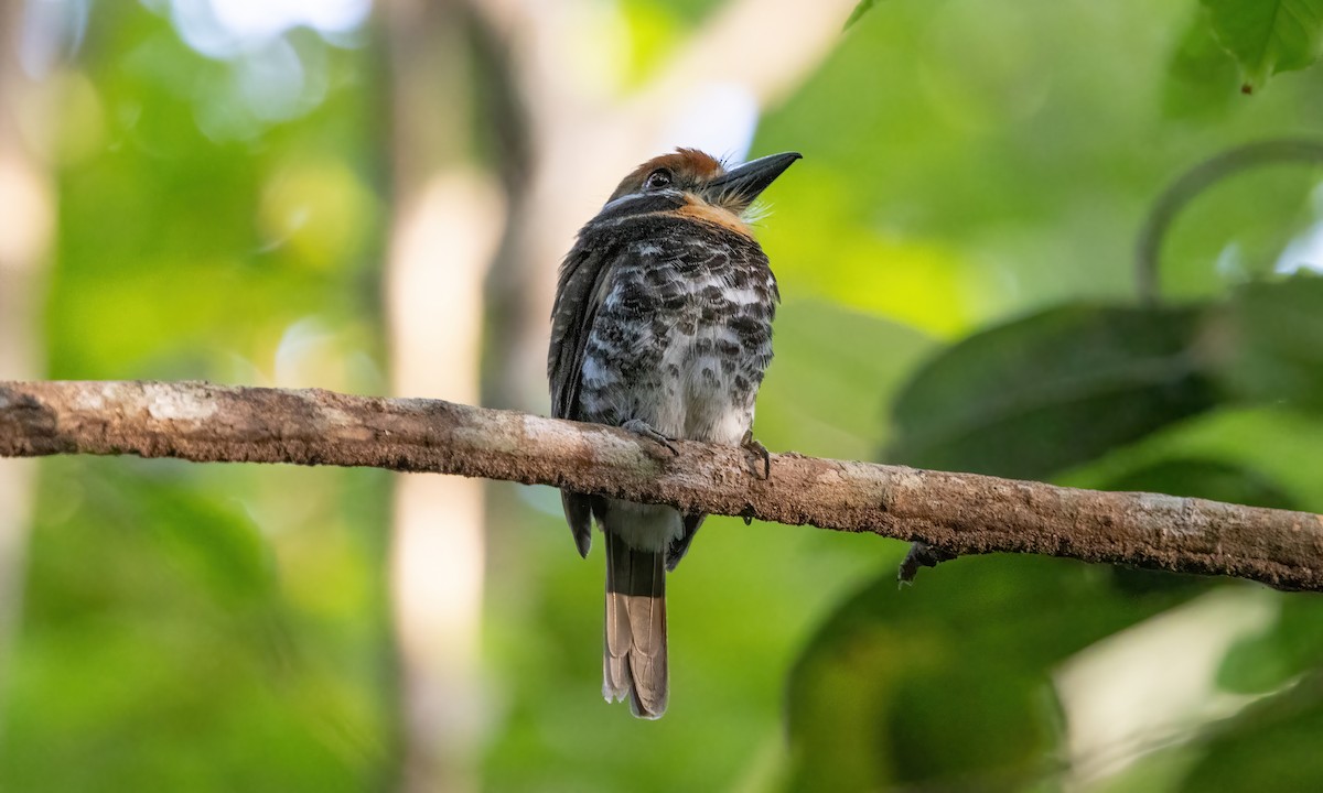 Spotted Puffbird - ML610929636