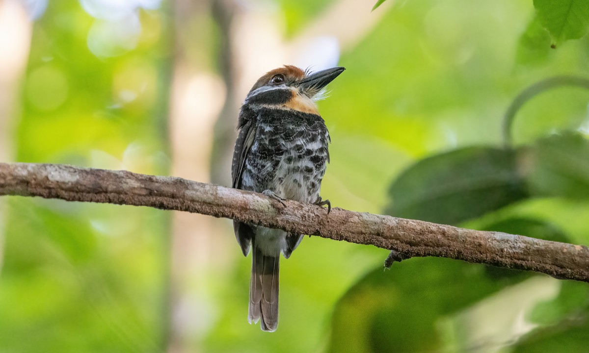 Spotted Puffbird - ML610929637