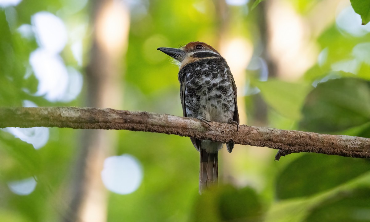 Spotted Puffbird - ML610929638