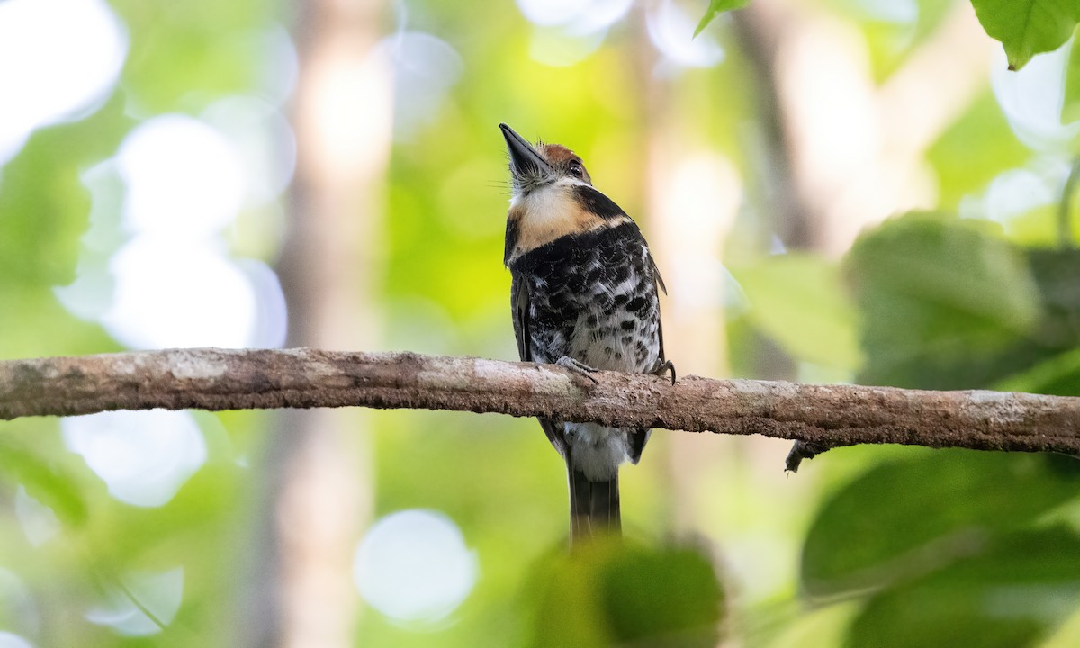 Spotted Puffbird - ML610929639