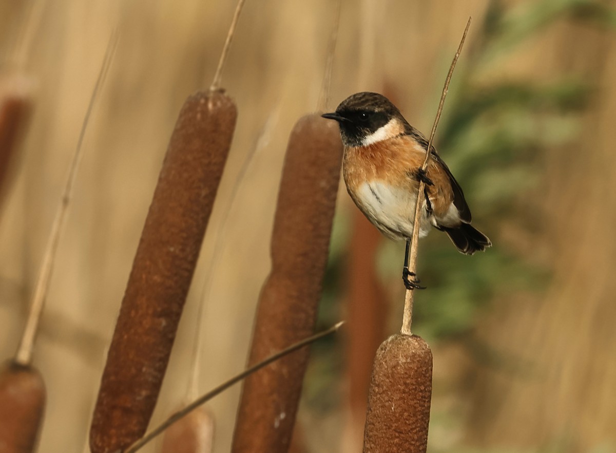 European Stonechat - ML610929688