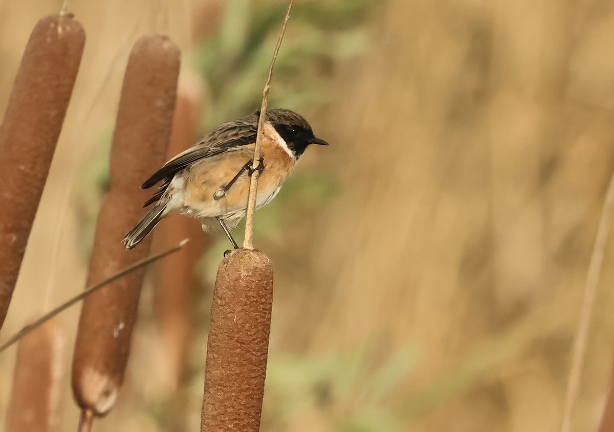 European Stonechat - ML610929689