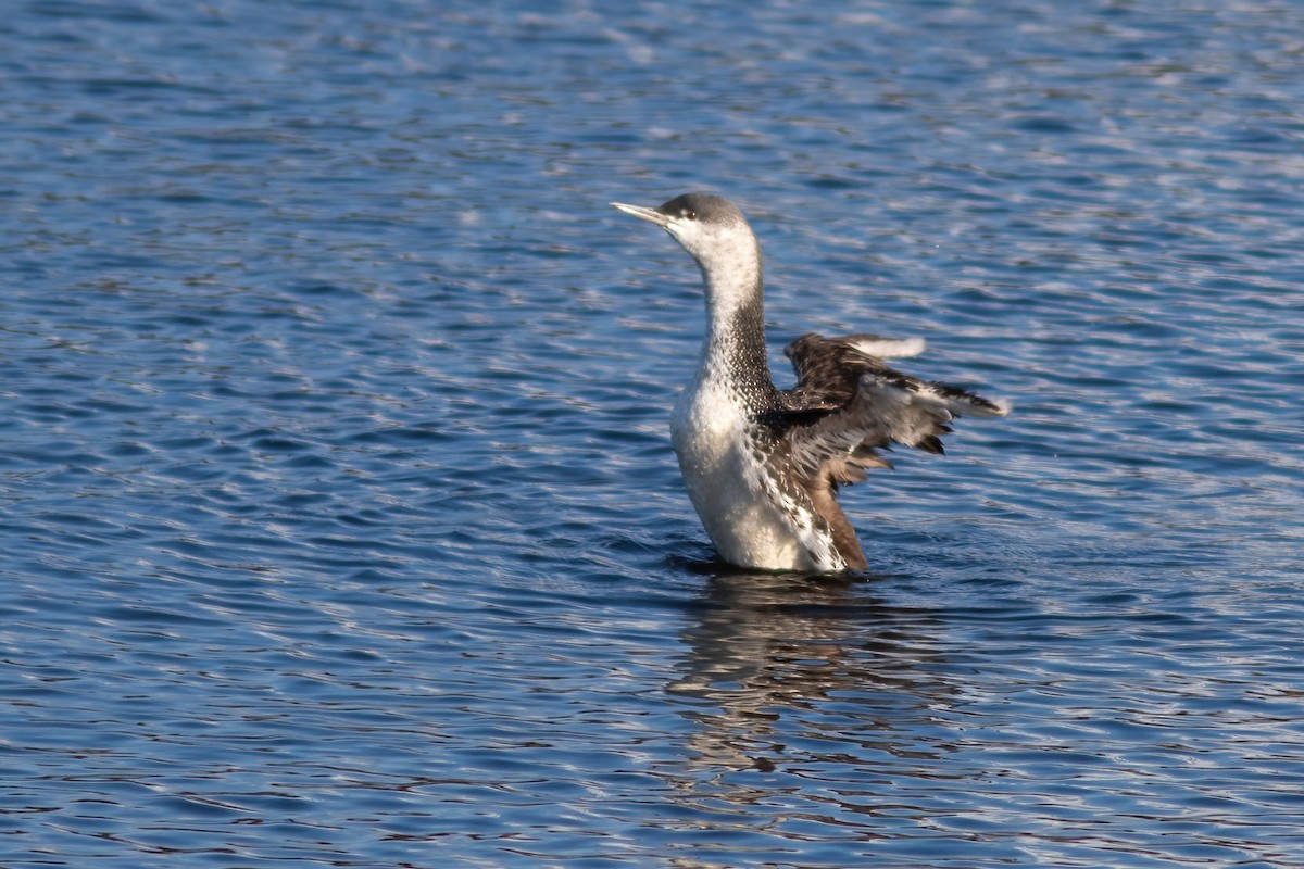 Red-throated Loon - John C Sullivan