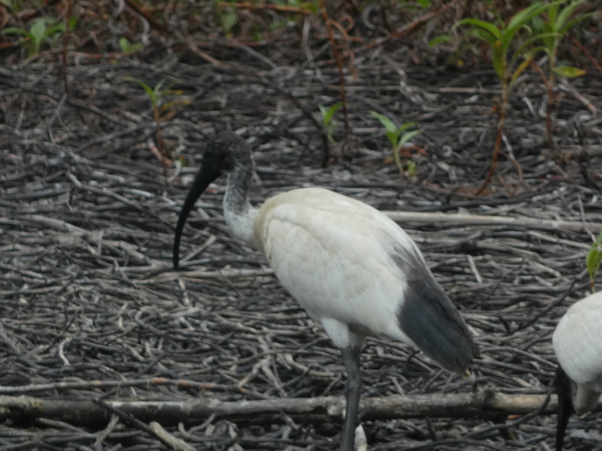 ibis australský - ML610929719