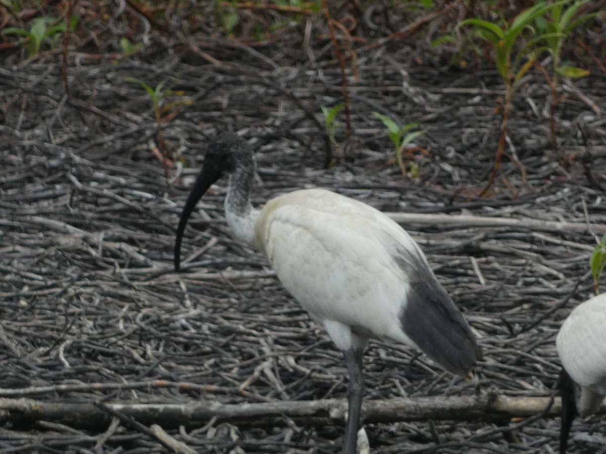 Ibis à cou noir - ML610929719