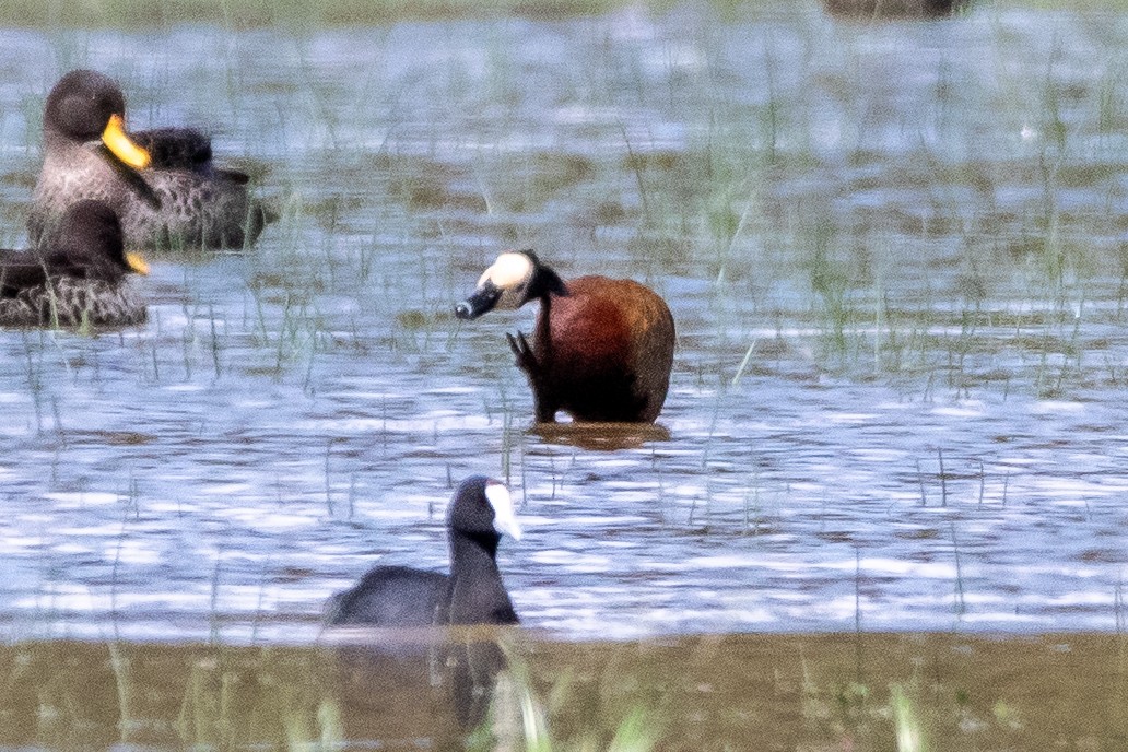 White-faced Whistling-Duck - Nathan Mixon